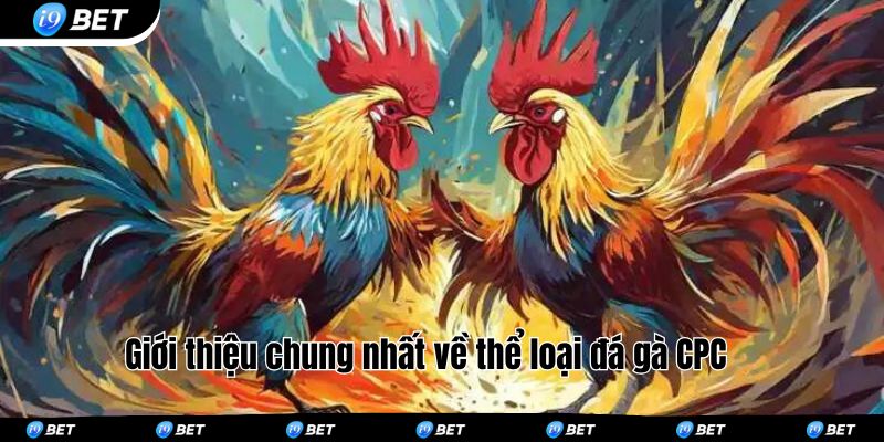 Giới thiệu chung nhất về thể loại đá gà CPC 