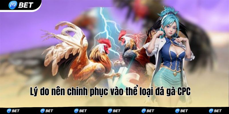 Lý do nên chinh phục vào thể loại đá gà CPC 