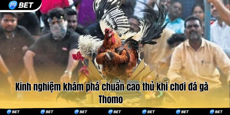Kinh nghiệm khám phá chuẩn cao thủ khi chơi đá gà Thomo 